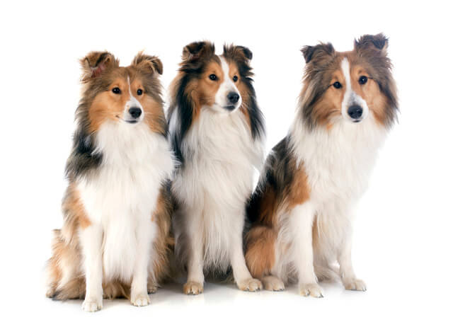 犬の被毛に関する豆知識を紹介!のサムネイル画像